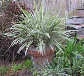 large outdoor plant
