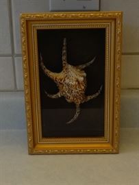 Unique framed exotic sea shell. easy to remove from case.