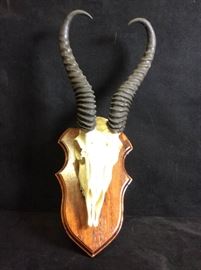 Antelope Skull