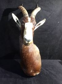 Brown Blesbok Antelope
