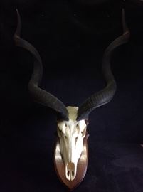 Buck Kudu Antelope Skull
