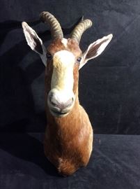 Common Blesbok Antelope