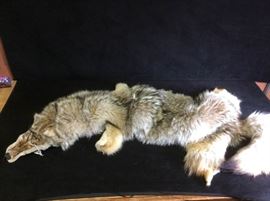 Coyote Pelt