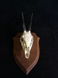 Duiker Antelope Skull