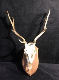 Fallow Deer Skull