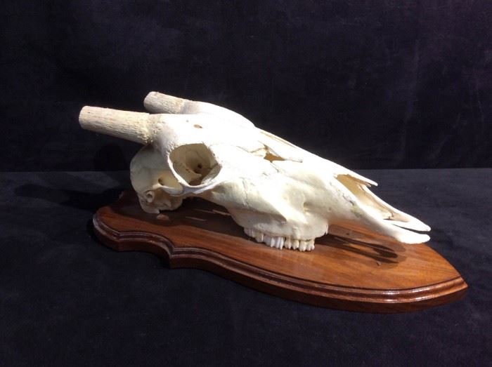 Gemsbok Antelope Skull