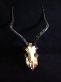 Impala Skull