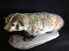 Male Badger Taxidermy