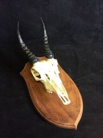 Mountain Reedbuck Skull