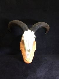 Mounted Antelope Skull