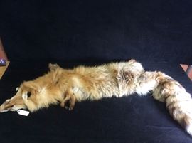 Red Fox Pelt