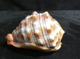 Seashell
