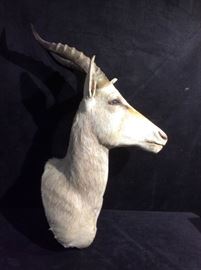 White Blesbok Antelope