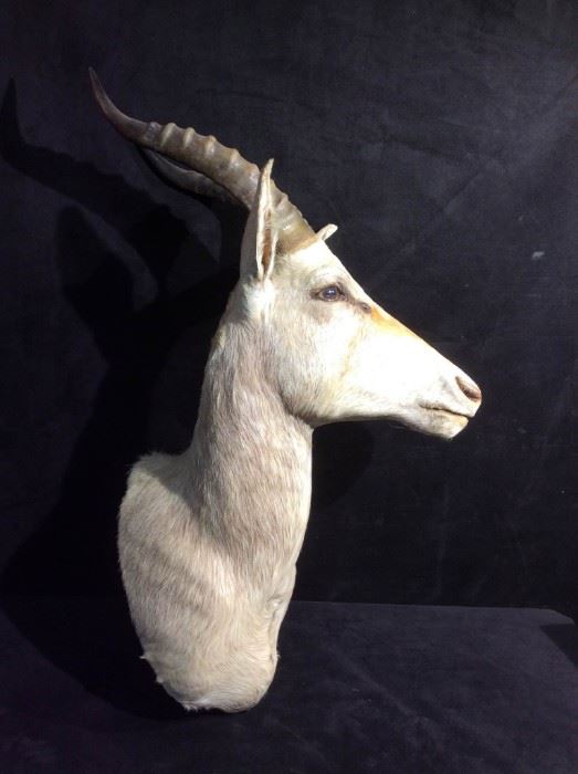 【中古】 Septile RhysChatham Laos Collection Used/CTO Flowers Animals Dinosaurs