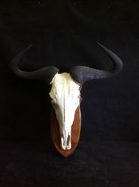Wildebeest Skull