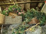 Silk Plants