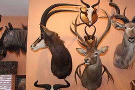 Kudo spiral horn, Golden medal red stag, Sable antelope