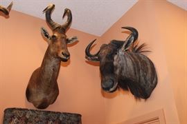 Blue Wildebeest, Red hardebeest