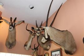 Male and female Gemsbok, Kafue flats Lechwe