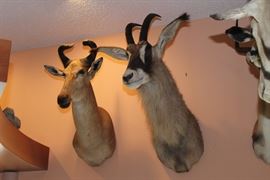 roan antelope and Lichtenstein Hardebeest