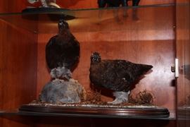 Scottish and Sand Grouse