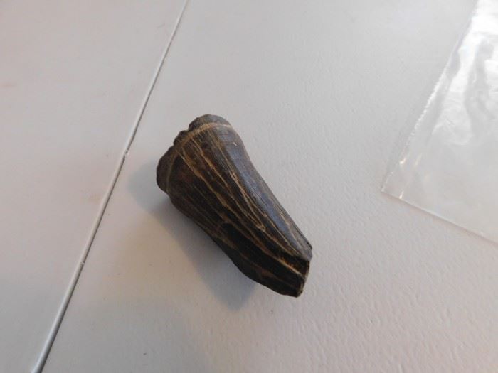 Fossil Tooth