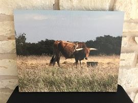 Longhorn. 16" x 20" photograph on canvas. Original. Estate sale price:  $60