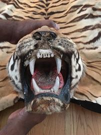 (CLOSE UP) TIGER SKIN RUG OVER 50 YEARS OLD.