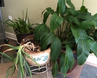 Plants and pots 