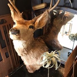 Deer mount taxidermy
