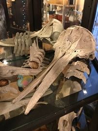 Bones and dolphin skulls