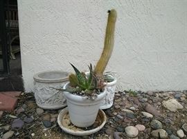 BP01 Angel Planters and White Pot with Cacti