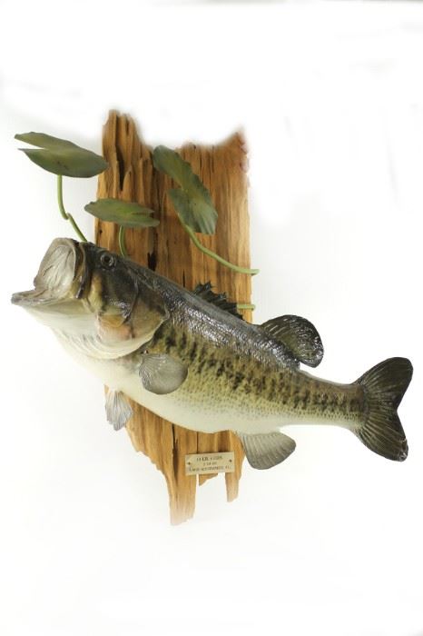 Mounted 24" large mouth bass taxidermy fish