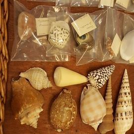 TONS of sea shells