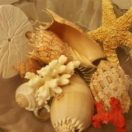 Sea shells