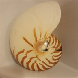 Sea Shells