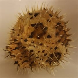 Puffer fish