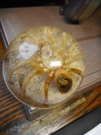 For the Person who has Everything! Tarantula Paper Weight!!
