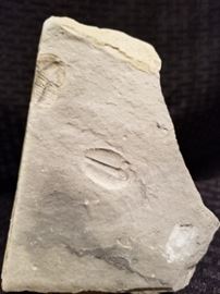 Trilobite Fossil