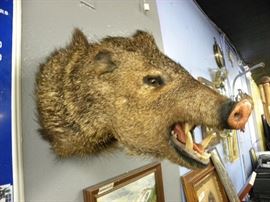 Javelina  Mounted Taxidermy Head