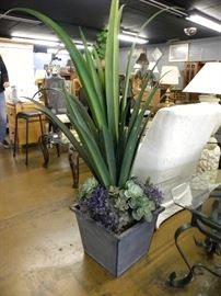 Beautiful Large Plant