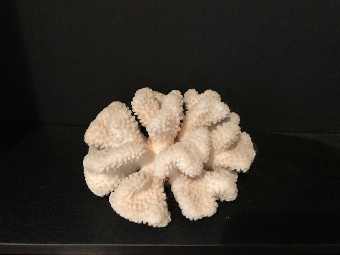 White coral finger. $35