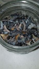 Jar of sharks teeth