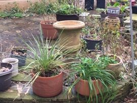 lots of plants and pots