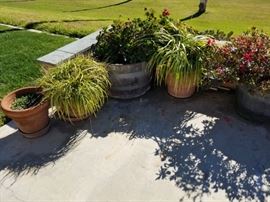 Many, lovely potted plants to choose from