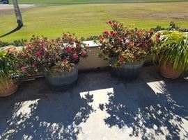 Many, lovely potted plants to choose from