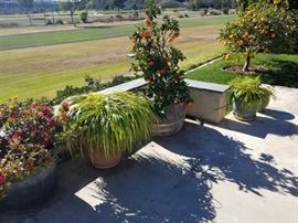 Many, lovely potted plants to choose from