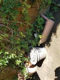 Many, lovely potted plants to choose from