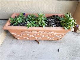 Many, lovely potted plants to choose from