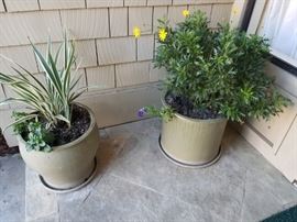 Many, lovely potted plants to choose from